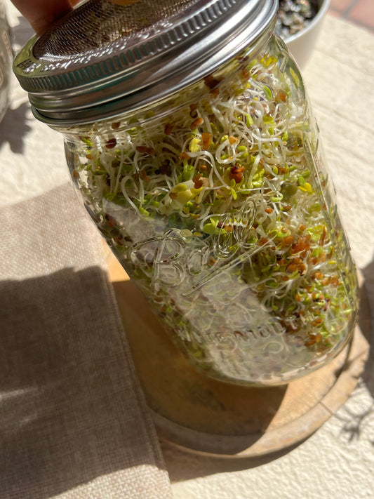 🌱 RŪTS Sprout ’Em Up Kit