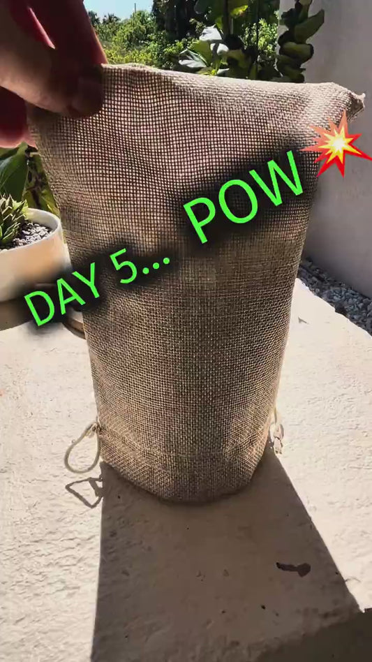 🌱 RŪTS Sprout ’Em Up Kit